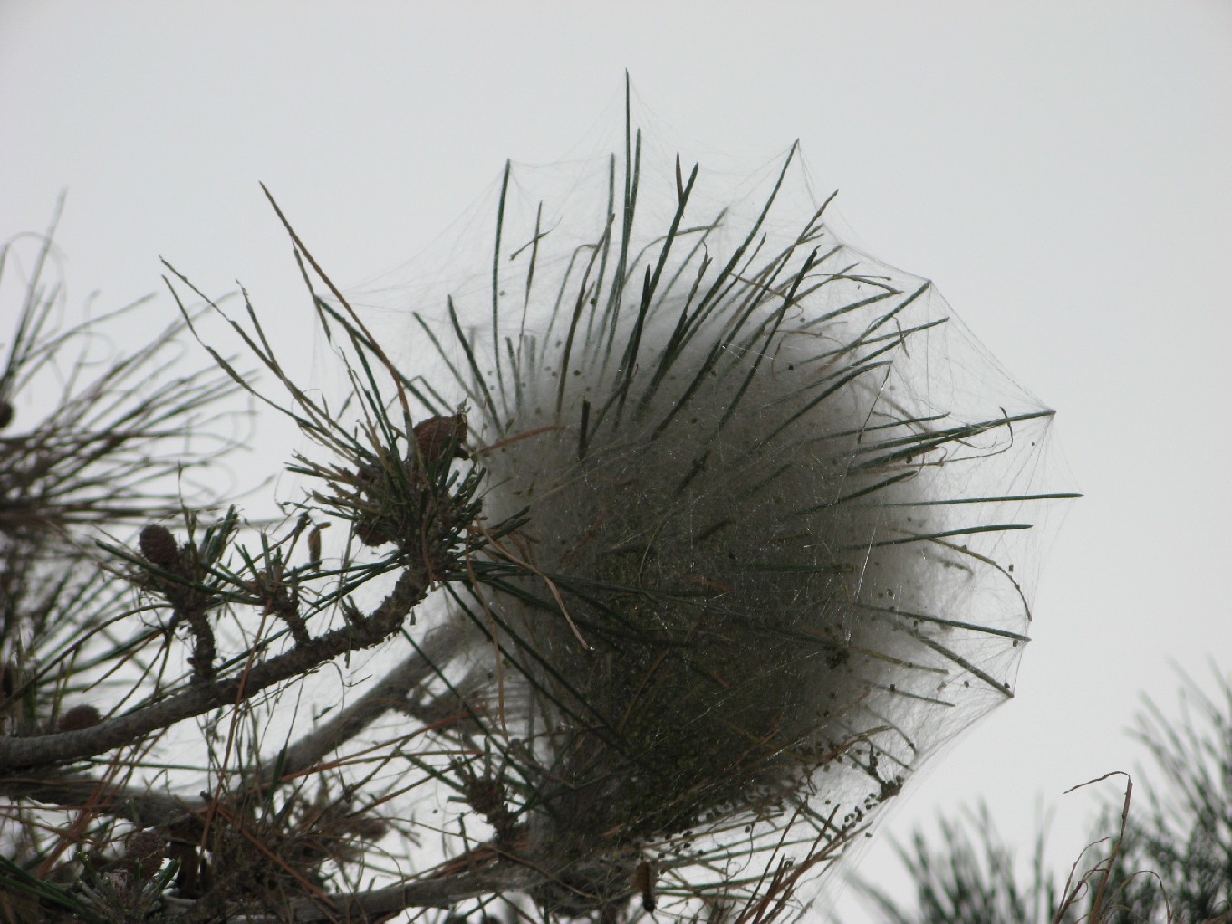 Nidi di processionaria del pino